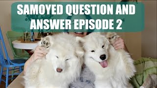 Samoyed Dog Q amp A Part 2  Barking Crate Training Shedding New Puppy Tips Tear Staining [upl. by Flagler528]