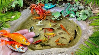 catch bettafish koi fish channa black ghost manfish and millions of other animals [upl. by Woods]