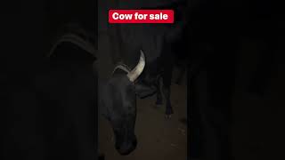 Cow for sale 🐄🥰 shorts viral trending [upl. by Harriette528]