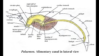 Palaemon Digestive System [upl. by Anikal]