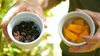 Fruit Food for Birds  Caring for amp Feeding Birds [upl. by Htebizile]