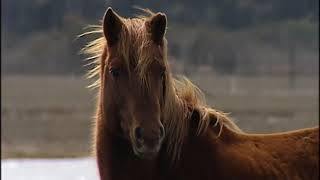 Back to the Wild The Wild Horses of Assateague Island [upl. by Ainirtak163]