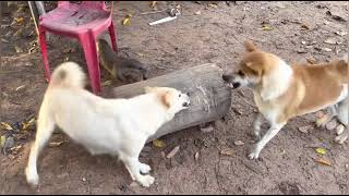 CRAZY Dog and Cat Fights BEST of 2022 [upl. by Augustin]