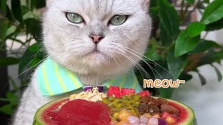 Honey Peach Mousse Cakecatlover dessertTrue fruit jelly catloverfood [upl. by Cogswell]