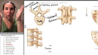 Bone Organs 5 Vertebrae [upl. by Carolann801]