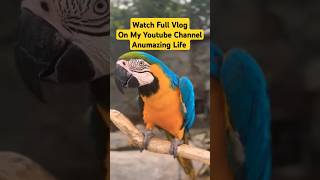 Dubai Safari Park dubai zoo safari animals animallover subscribe vlog dubaivlog [upl. by Donnelly]