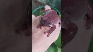 White tree frog [upl. by Laith543]