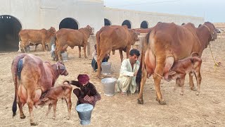 Choudhary Sahiwal Cattle and Dairy Farm 32600 Kg Milk Record [upl. by Suhploda]