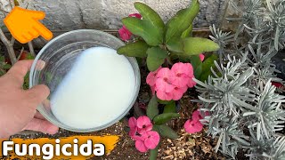 ¿ QUE SUCEDE SI USAS LECHE EN TU JARDIN O HUERTO   HUERTO CITADINO [upl. by Krigsman]