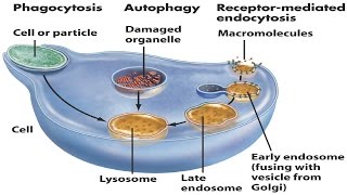 Lysosomes [upl. by Zaragoza314]