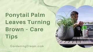 Ponytail Palm Leaves Turning Brown – Care Tips [upl. by Licna797]