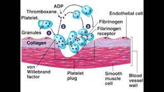 Platelet Plug Formation  Injury Adhesion Activation amp Aggregation [upl. by Allina]