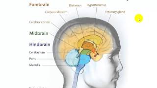 32 Parts of the Brain [upl. by Georgy]