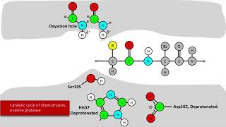 Serine Protease Mechanism [upl. by Soulier]