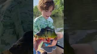 Peacock bass fishing Fort Lauderdale Everglades florida [upl. by Sterrett]