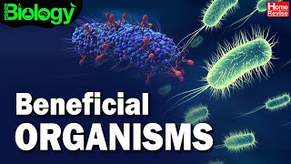 Beneficial Organisms  Useful and harmful Microbes  Biology  Home Revise [upl. by Atiran733]