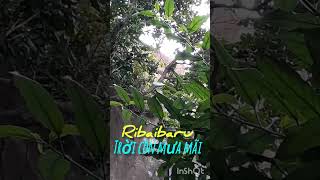 Ribaibaru Trời còn mưa mãi  RV cover [upl. by Noroj645]