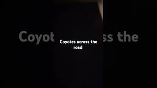 Unfiltered coyotes howling coyotes howling [upl. by Zelten649]