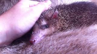 Common tenrec cuddles [upl. by Lucila223]