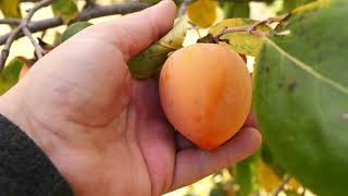 Englands Persimmon Tasting 2024  American Hybrid Efforts [upl. by Nonregla]