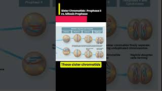 Sister Chromatids Prophase II vs Mitosis Prophase [upl. by Afton630]