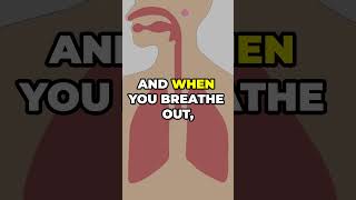 Understanding the Respiratory System science sciencefacts iscience youtubeshorts youtube [upl. by Nimad]