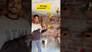 Ab hoga giveaway🎉 petlover minivlog budgiesfam pigeon budgies sunconure giveaway birds [upl. by Ikoek542]