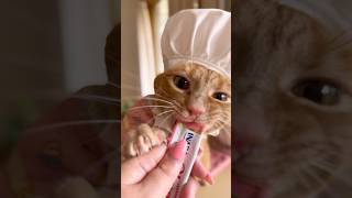 Cute chef cat purrs amp enjoys a delicious treat ASMR cats [upl. by Kinsman]