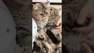 Dasar Pelit trending viralvideo kucing kucinglucu pets pet foryou [upl. by Asirrom]