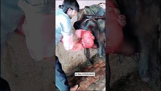 prolapse case 😥 trending viral YouTube short [upl. by Eidualc589]