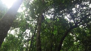 Wild Chimpanzee Coming Down The Tree With Screaming  Kibale Forest  Uganda [upl. by Ahsekal]