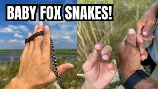 TINY Fox Snakes are EVERYWHERE in Michigan Herping 2024 [upl. by Nuzzi]