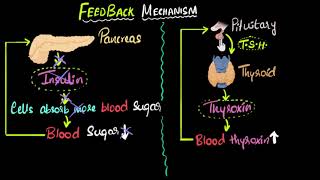 Hormone feedback mechanism  Control amp Coordination  Biology  Khan Academy [upl. by Aihsetel]