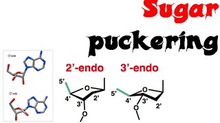 Sugar puckering [upl. by Alleciram]