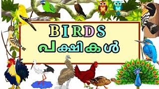 birds name malayalam and english പക്ഷികൾ അവയുടെ ഇംഗ്ലീഷ് മലയാളം പേരുകൾ [upl. by Heddie696]