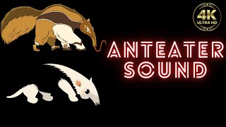 anteater sound  anteater sound effect  anteater sounds like  baby anteater sounds [upl. by Bello558]