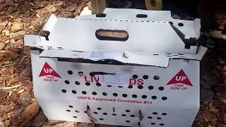 Started Pullets Arrive from Murray McMurray Hatchery [upl. by Aicirtal]