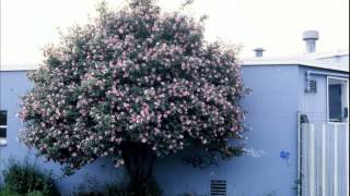 Five Easy Plants to Prune Part 4 Camellia pruning [upl. by Goda820]