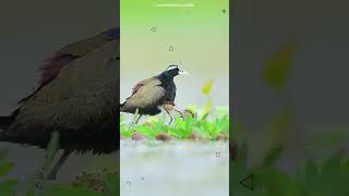 Jacana bird spider legs illusion in Telugu [upl. by Daggna470]