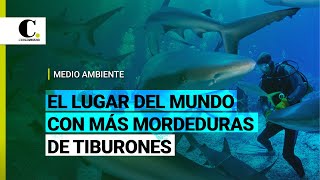 ¿Sabe cuál es el lugar del mundo donde más atacan los tiburones  El Colombiano [upl. by Ecirtnom]