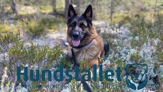 En dag på Hundstallet [upl. by Anahsit]