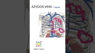 Anatomy Thorax 244 Azygos vein course diaphragm superior vena cava lung [upl. by Tormoria]