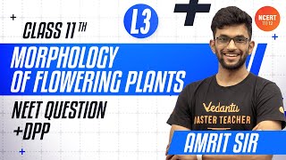 Morphology of Flowering Plants  L3  NEET Questions  DPP  Umang  CBSE Class 11 BiologyNEET 2023 [upl. by Annaitsirk]