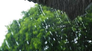 ASMRWhite noise healing with the sound of rain seen from under the roof [upl. by Narba374]