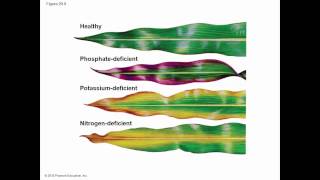 Biology in Focus Ch 29 Resource Acquisition Nutrition and Transport in Vascular Plants [upl. by Shermie]