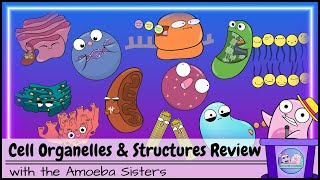 Cell Organelles and Structures Review [upl. by Alba146]