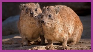 Hyraxes and Their Ecosystems [upl. by Ashlen]