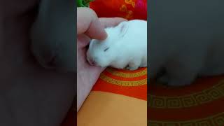 Baby rabbit sleeping shortvideos viralshort [upl. by Eeima]