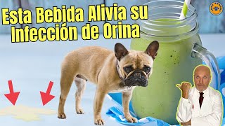 💝 AGUA DE APIO PARA PERROS CON INFECCIÓN DE ORINA 💝 [upl. by Wie632]