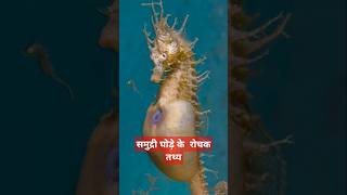 समुद्री घोड़े के रोचक Facts shorts facts seahorse short [upl. by Anifesoj597]